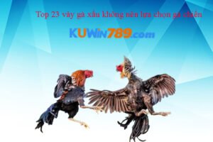 Top 23 vảy gà xấu không nên lựa chọn gà chiến 